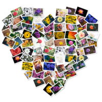 FigrCollage 2.7.2 照片拼图工具破解版