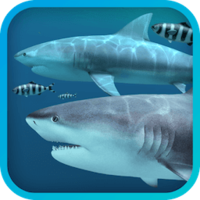 Sharks 3D 2.0.5 鲨鱼动态壁纸